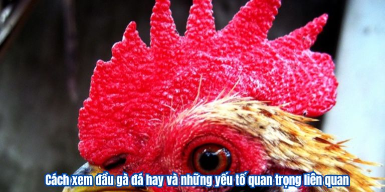 Cách xem đầu gà đá hay và những yếu tố quan trọng liên quan 1 Cách xem đầu gà đá hay và những yếu tố quan trọng liên quan