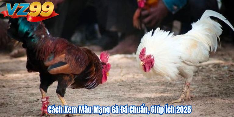 Cách Xem Màu Mạng Gà Đá Chuẩn, Giúp Ích 2025 1 Cách Xem Màu Mạng Gà Đá Chuẩn, Giúp Ích 2025