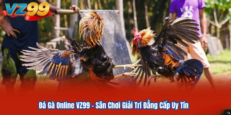 Đá Gà Online VZ99 – Sân Chơi Giải Trí Đẳng Cấp Uy Tín 1 Đá Gà Online VZ99 – Sân Chơi Giải Trí Đẳng Cấp Uy Tín
